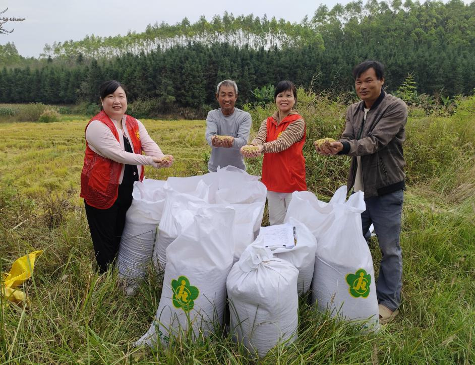 图为水稻丰收硕果累累